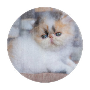 Planche À Découper Animaux de bébés cutest Calico Persian Kitten