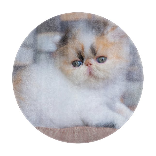 Planche À Découper Animaux de bébés cutest | Calico Persian Kitten (Devant)