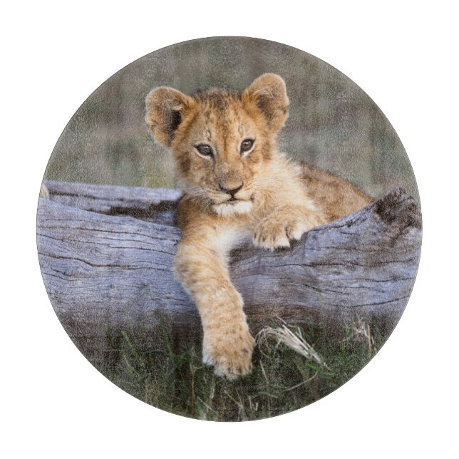Planche À Découper Animaux de bébés cutest | Cute Lion Cub (Devant)
