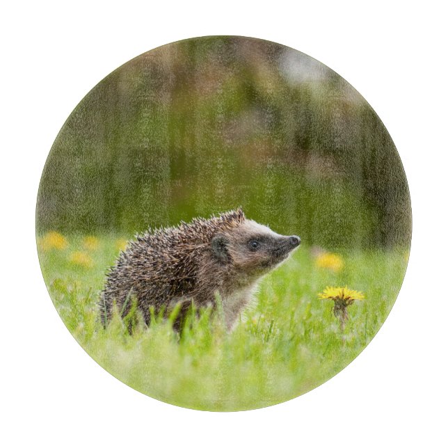 Planche À Découper Animaux de bébés cutest | Hérisson européen (Devant)