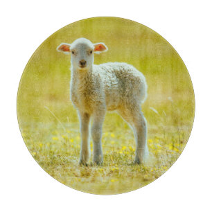 Planche À Découper Animaux de bébés cutest   Jeune mouton