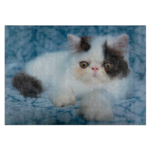 Planche À Découper Animaux de bébés cutest Kitten noir et blanc