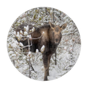 Planche À Découper Animaux de bébés cutest Moose Calf