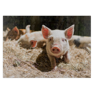 Planche À Découper Animaux de bébés cutest   Piglet bébé mignon