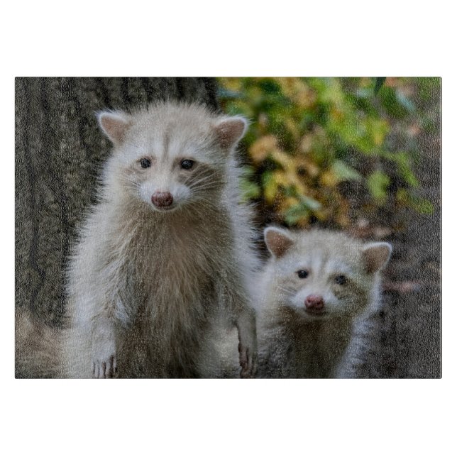 Planche À Découper Animaux de bébés cutest | Raccoons jeunes blonds (Devant)