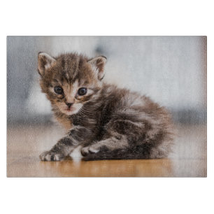 Planche À Découper Animaux de bébés cutest   Tiny Tabby Kitten
