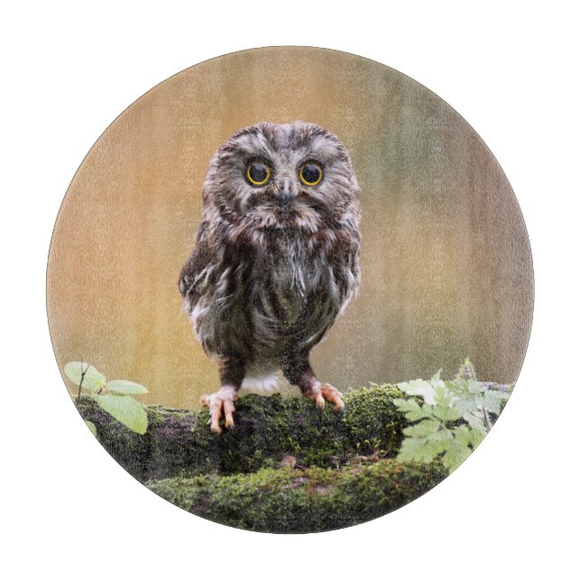 Planche À Découper Animaux de bébés cutest | Un hibou-bébé (Devant)