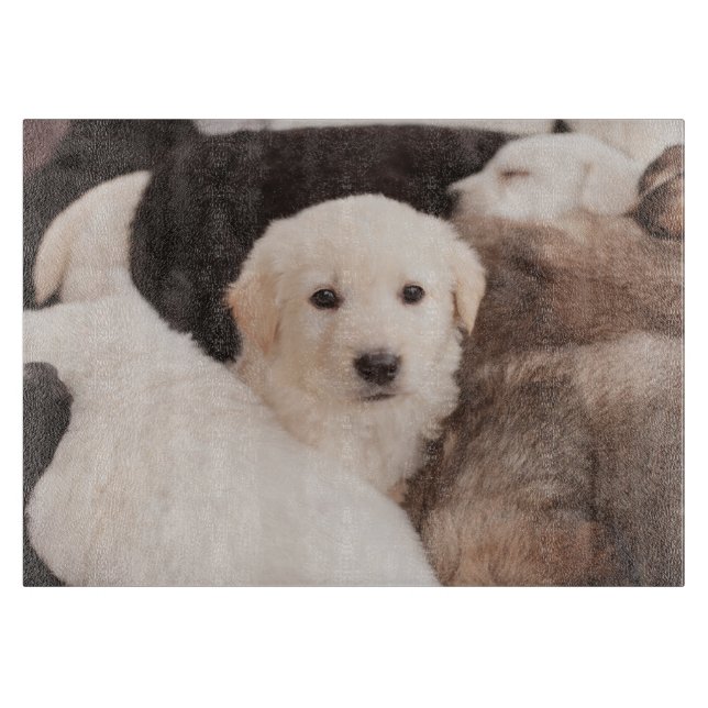 Planche À Découper Animaux de bébés cutest | Un mignon seau de chiots (Devant)