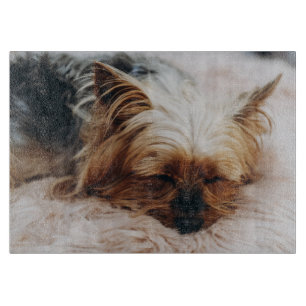 Planche À Découper Animaux de bébés cutest Yorkshire Terrier