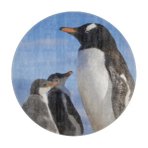 Planche À Découper Antarctique, Anse Neko (Port). Manchot gentoo 2
