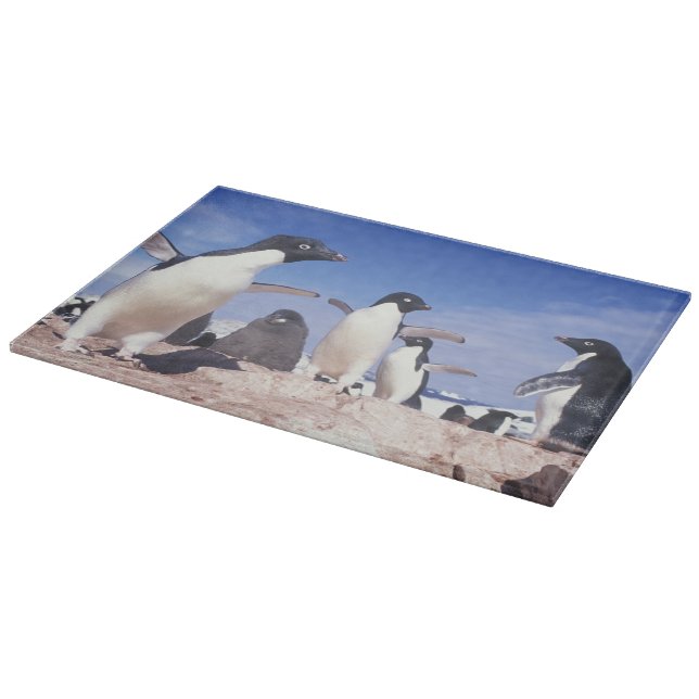 Planche À Découper Antarctique, Manchot Adélie Pygoscelis (Coin)