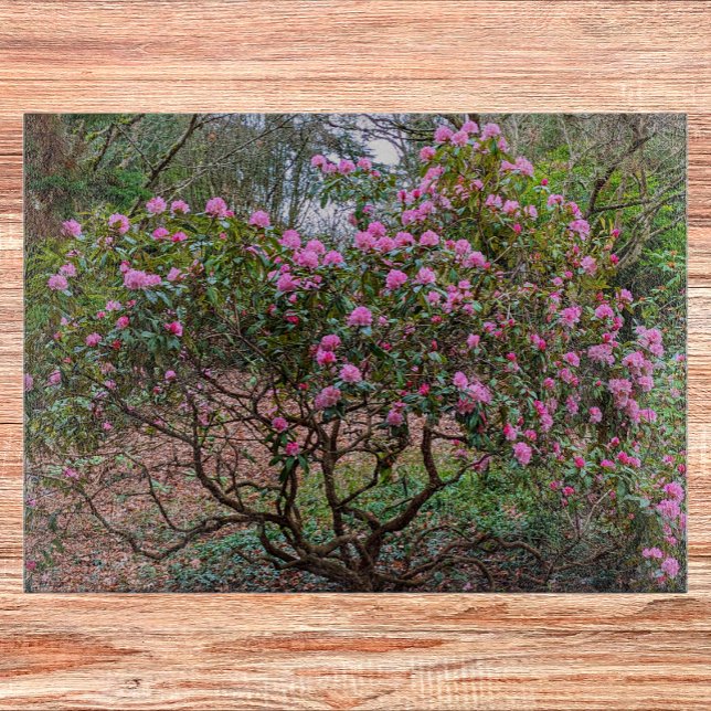 Planche À Découper Arbuste rose Rhododendron florissant (In Situ)