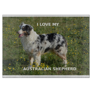 Planche À Découper berger australien blue merle amour avec photo