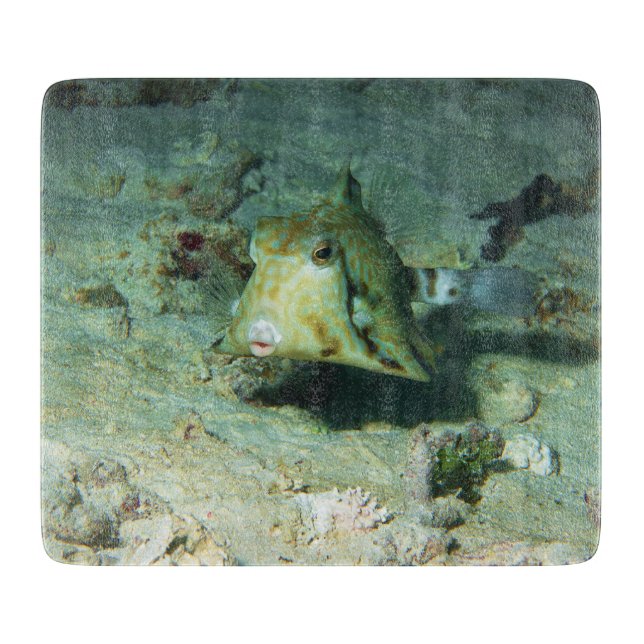 Planche À Découper Boxfish - tellement mignon ! Au-dessus d'une zone  (Devant)