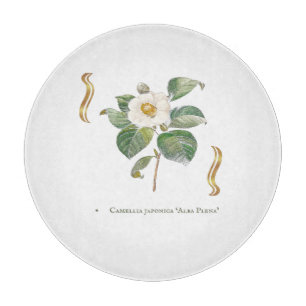 Planche À Découper Camellia japonica 'Alba Plena' 