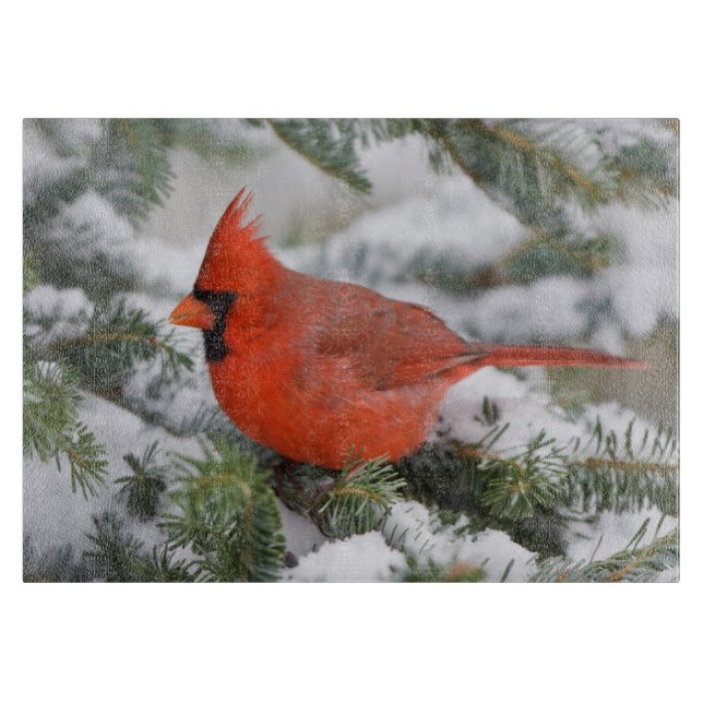 Planche À Découper Cardinal rouge dans un sapin baumier en hiver (Devant)