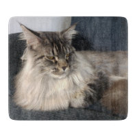 Chat de ragondin du Maine