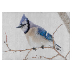 Planche À Découper Comté de Wichita, Texas. Blue Jay