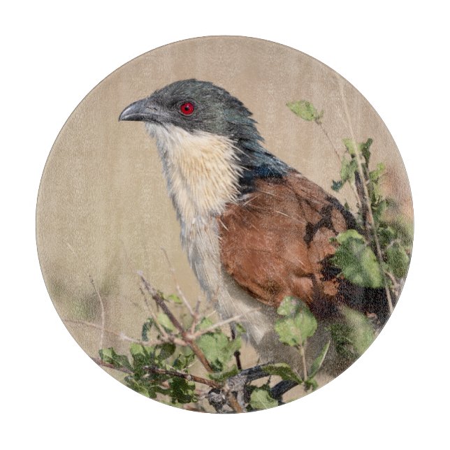 Planche À Découper Coucal de Burchell (Devant)