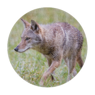 Planche À Découper Coyote dans un champ, Cades Cove