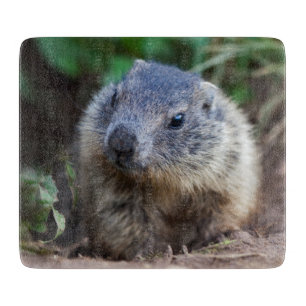 Planche à découper curieuse de Marmot de bébé