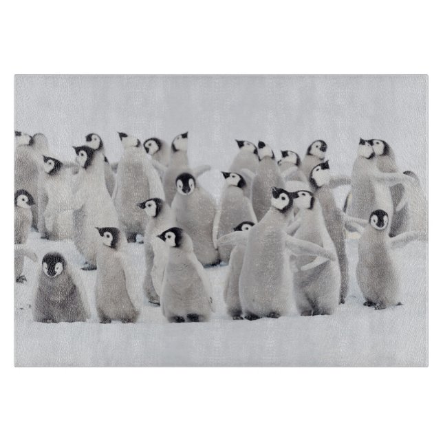 Planche À Découper Cutest Baby Animals | Emperor Penguin Chicks (Devant)