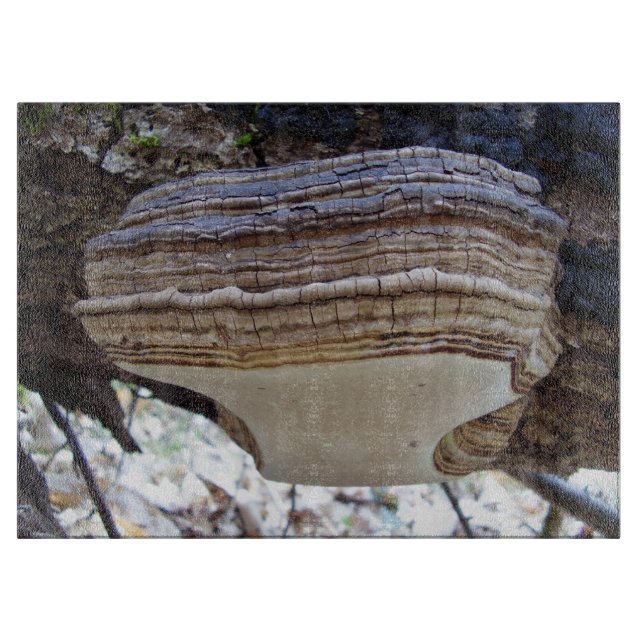 Planche à découper en verre champignon Phellinus i (Devant)