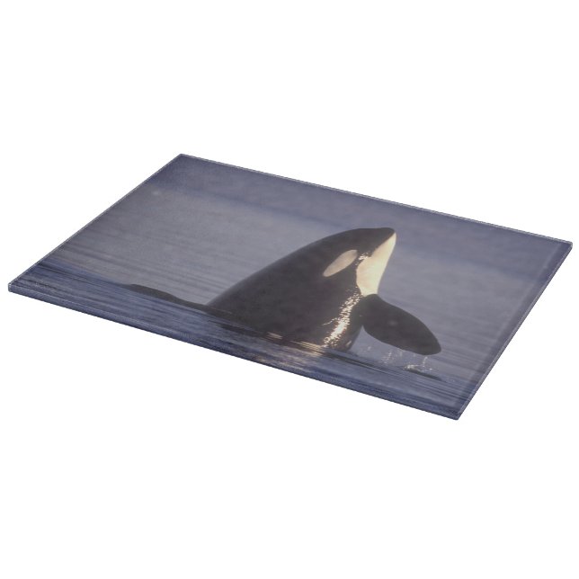 Planche À Découper Épaulard émergeant (Orque orcinus) près (Coin)