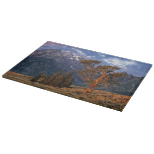 Planche À Découper États-Unis, Wyoming, Grand Teton NP. Un cèdre soli