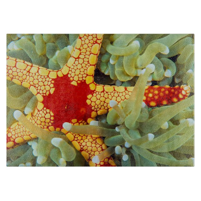 Planche À Découper Étoile de mer rouge et jaune (Devant)