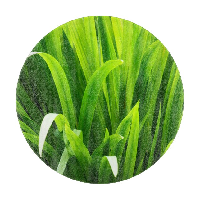 Planche À Découper Feuilles rétro-éclairées dans un jardin (Devant)