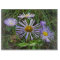 Fleurs sauvages pourpres