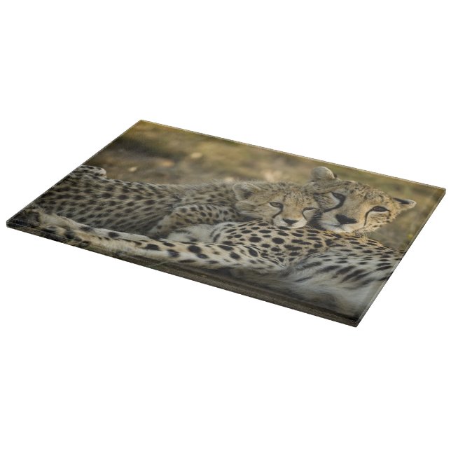 Planche À Découper Guépard, Acinonyx jubatus, avec son petit dans le  (Coin)