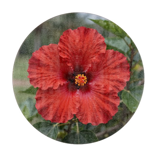 Planche À Découper Hibiscus Tropical Rouge Vibrant en Fleur (Devant)