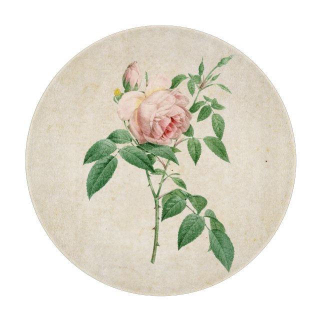 Planche À Découper Illustration botanique de Rosa indica (Devant)