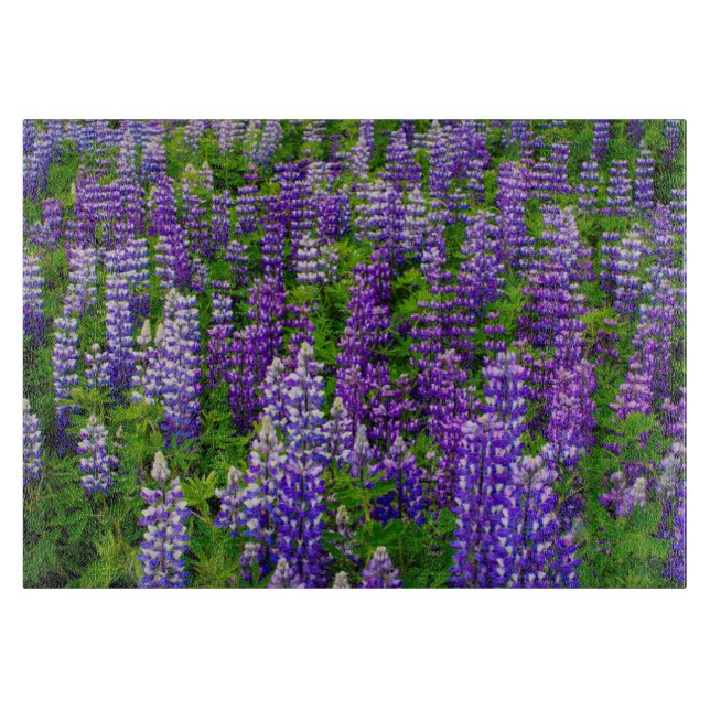 Planche À Découper Islande. Vik i Myrdal. Champ de lupins (Devant)