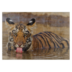 Planche À Découper Jeune tigre du Bengale royal, buvant de l'eau