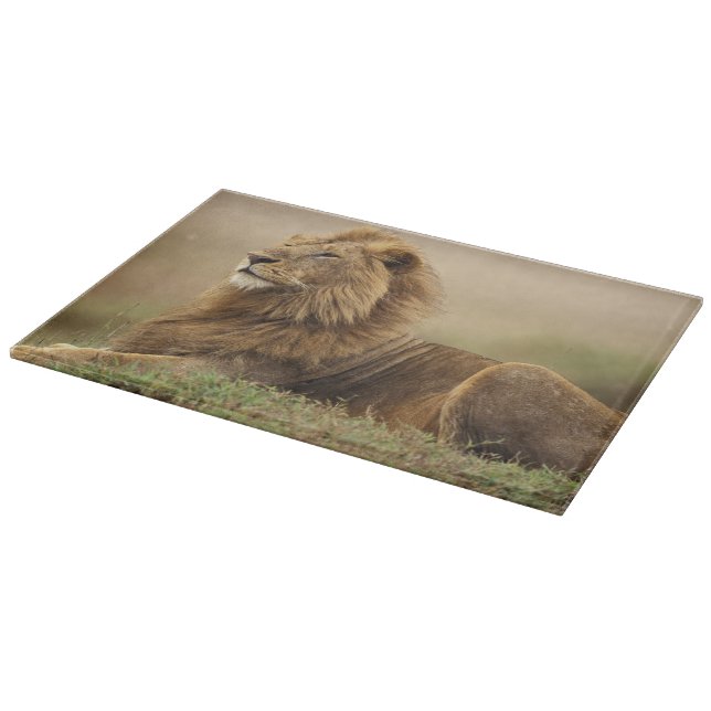 Planche À Découper Kenya, Masai Mara | Lion mâle (Coin)