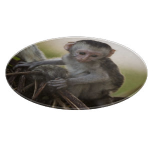 Planche À Découper Kenya, réserve de gibier de Samburu. Singe Vervet