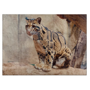 Planche À Découper léopard nébuleux image nature faune exotique