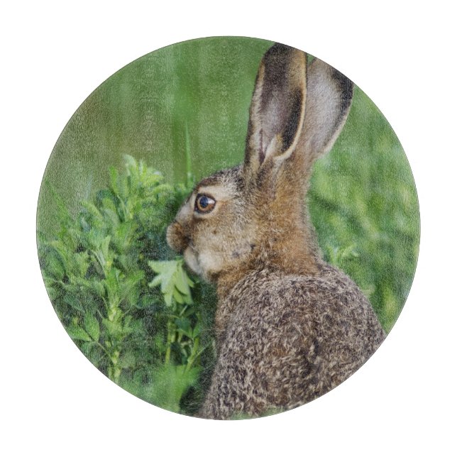 Planche À Découper Lièvre brun, Lepus europaeus, jeune mangeant, (Devant)