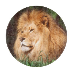 Planche À Découper Lion adulte mâle