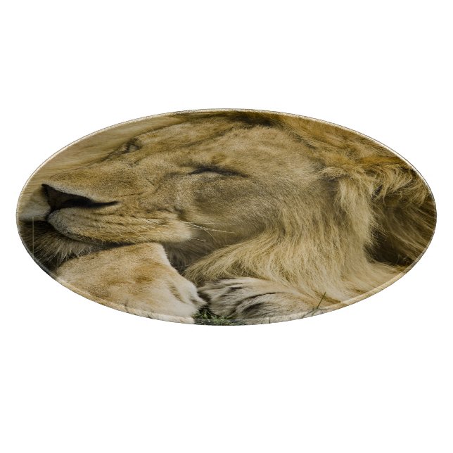 Planche À Découper Lion d'Afrique, Panthera leo, couché endormi (Coin)