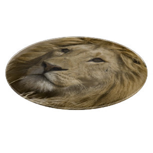 Planche À Découper Lion d'Afrique, Panthera leo, Portrait d'un