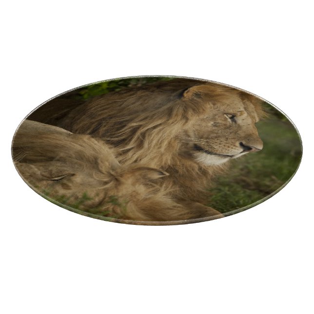 Planche À Découper Lion, Panthera leo, Lower Mara, Masai Mara GR, (Coin)