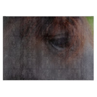 Oeil D'Un Animal De Cheval Noir