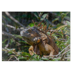 Planche À Découper Orange Iguana, Faune Photo Lizard