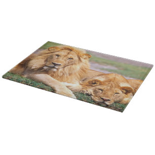 Planche À Découper Paire de lions d'Afrique, Panthera leo, Tanzanie