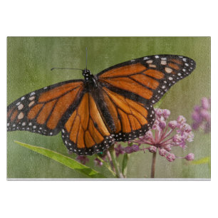 Planche À Découper Papillon monarque mâle sur asclépiade incarnate