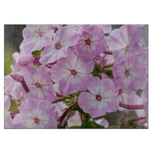 Planche À Découper Photographie de Phlox, Fleur rose
